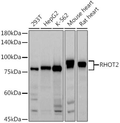 Western Blot: RHOT2 Antibody [NBP2-93326] - Western blot analysis of extracts of various cell lines, using (NBP2-93326) at 1:1000 dilution. Secondary antibody: HRP Goat Anti-Rabbit IgG (H+L) at 1:10000 dilution. Lysates/proteins: 25ug per lane. Blocking buffer: 3% nonfat dry milk in TBST. Detection: ECL Basic Kit. Exposure time: 30s.